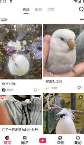 爱鸟仁