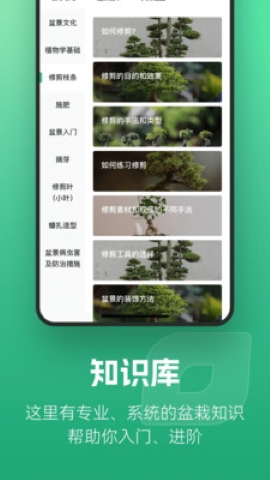 知芽盆栽